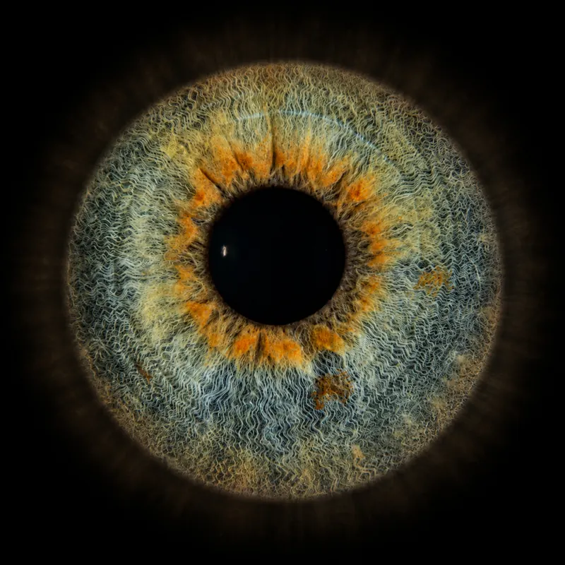 Graublaue Iris mit leichtem Schimmer am Rand, Zeichnung fein herausgearbeitet